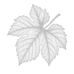 Feuille seule-35%_2